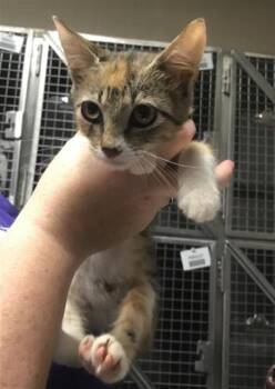 A429999 -  Domestic Short Hair Cat for Adoption in Conroe, Texas - A429999 | PetCurious