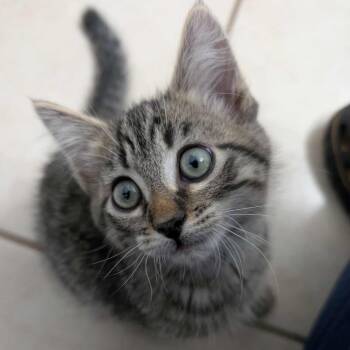 Rescue Domestic Short Hair Cats for Adoption in Eagle Mountain, Utah - Scout Rasmussen | PetCurious