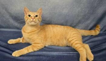 Taco Tuesday -  Domestic Short Hair Cat for Adoption in Fort Worth, Texas - Taco Tuesday | PetCurious