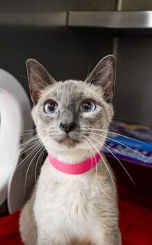 Joyce -  Siamese and Domestic Short Hair Cat for Adoption in Yakima, Washington - Joyce | PetCurious