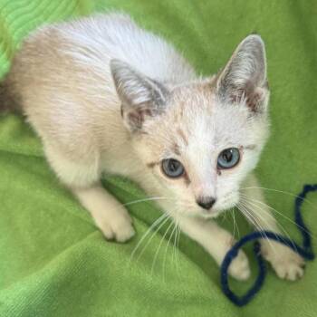 Rescue Siamese Cats for Adoption in Agoura Hills, California - Itzae | PetCurious