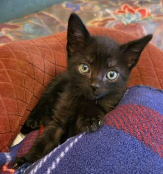 Domestic Short Hair Cats Available for Adoption in Shrewsbury, Massachusetts - Binx | PetCurious