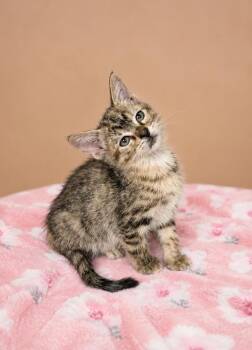 Peach -  Domestic Short Hair Cat for Adoption in Lafayette, Louisiana - Peach | PetCurious