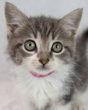 Prue -  Domestic Short Hair and Tabby Cat for Adoption in Kennesaw, Georgia - Prue | PetCurious