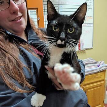 Karina -  Domestic Short Hair Cat for Adoption in Accident, Maryland - Karina | PetCurious