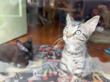 Ajax -  Domestic Short Hair and British Shorthair Cat for Adoption in Cincinnati, Ohio - Ajax | PetCurious