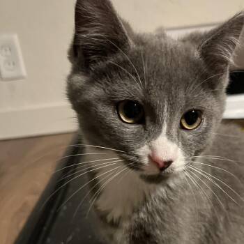 Mr. Kitty -  Russian Blue and Domestic Short Hair Cat for Adoption in Carmel, Indiana - Mr. Kitty | PetCurious