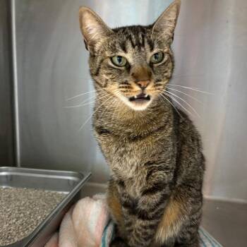Domestic Medium Hair Cats Available for Adoption in Englewood, Florida - Aria | PetCurious
