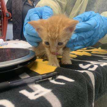 Trout -  Domestic Short Hair Cat for Adoption in West Palm Beach, Florida - Trout | PetCurious