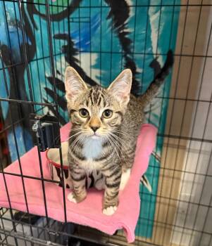 Mittens -  Tabby Cat for Adoption in Temecula, California - Mittens | PetCurious