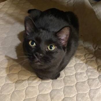 Rescue Domestic Short Hair Cats for Adoption in Pleasant Hill, Missouri - Girl Boss | PetCurious