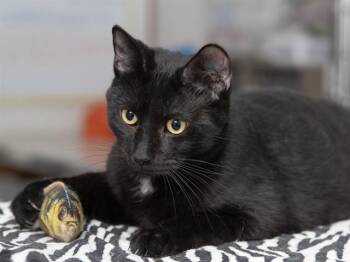 Domestic Short Hair Cats Available for Adoption - REX | PetCurious