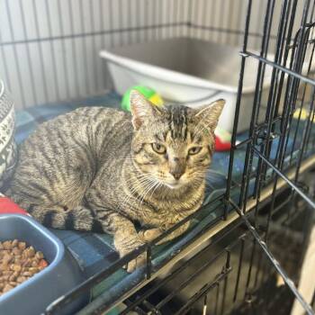 Domestic Short Hair Cats Available for Adoption - Bookie | PetCurious