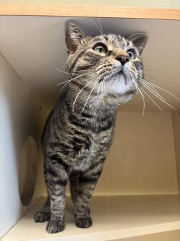 Catticus -  Domestic Short Hair Cat for Adoption in Kalamazoo, Michigan - Catticus | PetCurious