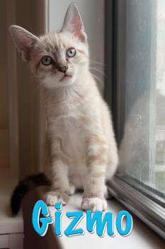 Gizmo -  Domestic Short Hair Cat for Adoption in New York, New York - Gizmo | PetCurious