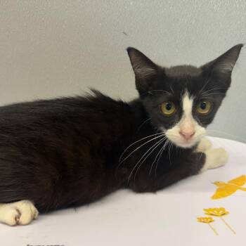 Jameson -  Domestic Short Hair Cat for Adoption in Tampa, Florida - Jameson | PetCurious