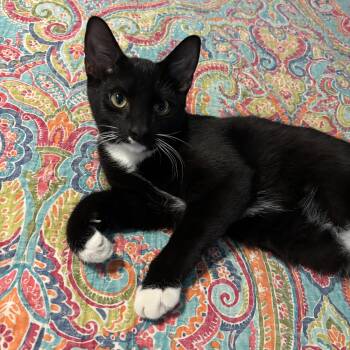 Cobalt -  Domestic Short Hair Cat for Adoption in Houston, Texas - Cobalt | PetCurious