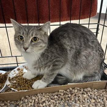 SVAS-Stray-39551 -  Domestic Short Hair Cat for Adoption in Lyndhurst, Virginia - SVAS-Stray-39551 | PetCurious