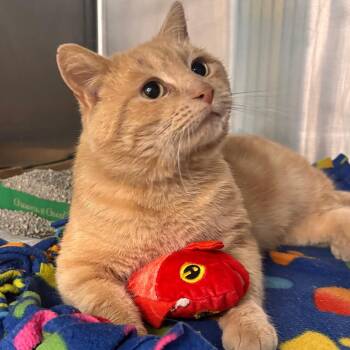 Domestic Short Hair Cats Available for Adoption - Scout | PetCurious