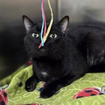 Harold -  Domestic Short Hair Cat for Adoption in Westland, Michigan - Harold | PetCurious