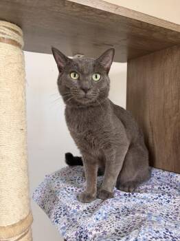 Bluey -  Domestic Short Hair Cat for Adoption in New York, New York - Bluey | PetCurious