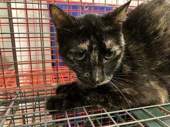 Domestic Short Hair Cats Available for Adoption in Dallas, Texas - MARBLE | PetCurious