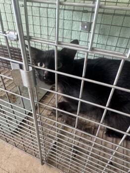 Graham Feral 1 -  Domestic Short Hair Cat Available for Adoption in New Braunfels, Texas - Graham Feral 1 | PetCurious
