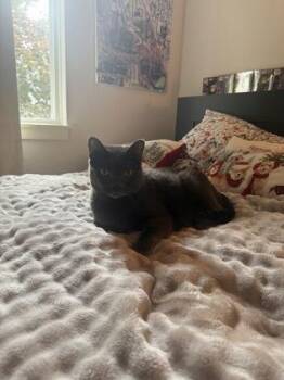 Vera -  Domestic Short Hair Cat for Adoption in Bellevue, Washington - Vera | PetCurious