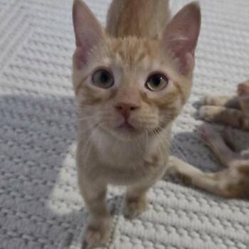 HOWIE -  Domestic Short Hair Cat for Adoption in Loveland, Colorado - HOWIE | PetCurious