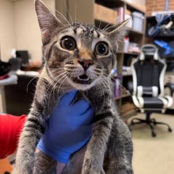 Lucy -  Domestic Short Hair Cat for Adoption in Birmingham, Alabama - Lucy | PetCurious