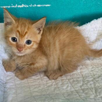 Domestic Long Hair Cats Available for Adoption in Jefferson City, Tennessee - Steve Rogers | PetCurious