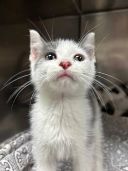 Hubert -  Domestic Short Hair Cat for Adoption in Findlay, Ohio - Hubert | PetCurious