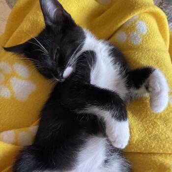 Uma -  Domestic Medium Hair Cat for Adoption in Spokane, Washington - Uma | PetCurious