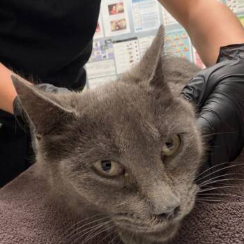 Nenita -  Domestic Short Hair Cat for Adoption in Murray, Utah - Nenita | PetCurious