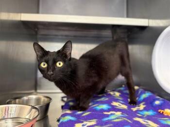 QUEENIE -  Domestic Short Hair Cat for Adoption in Antioch, California - QUEENIE | PetCurious