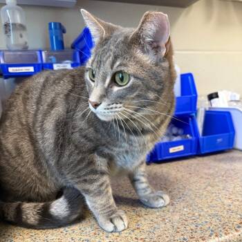 Rat -  Domestic Short Hair Cat for Adoption in Council Bluffs, Iowa - Rat | PetCurious