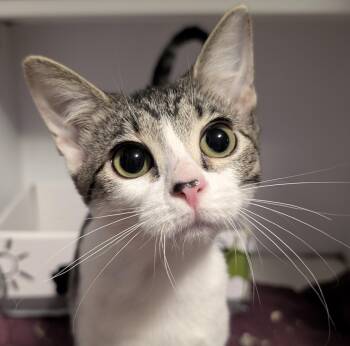Rescue Domestic Short Hair Cats for Adoption in Madison, Wisconsin - Lil Ded | PetCurious