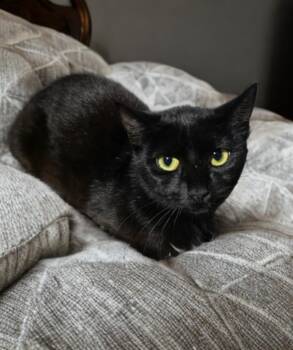 Coco -  Domestic Short Hair Cat for Adoption in Houston, Texas - Coco | PetCurious