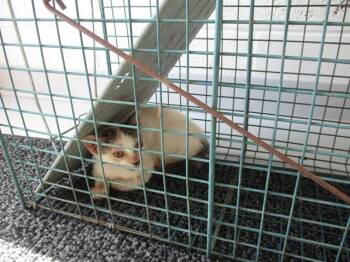 JIMMY -  Domestic Short Hair Cat for Adoption in Ocala, Florida - JIMMY | PetCurious