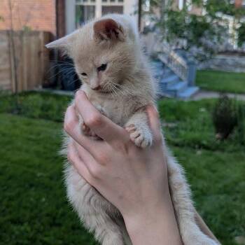 Finch -  Domestic Short Hair Cat Available for Adoption in Johnstown, Pennsylvania - Finch | PetCurious