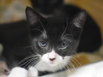Bart -  Domestic Short Hair Cat for Adoption in Portland, Oregon - Bart | PetCurious