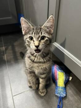 Ricky -  Domestic Short Hair and Tabby Cat for Adoption in Visalia, California - Ricky | PetCurious
