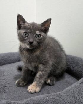 Domestic Short Hair and Tortoiseshell Cats Available for Adoption in Magnolia Springs, Alabama - Samantha | PetCurious