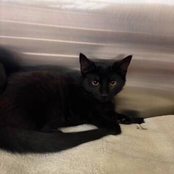 Barb -  Domestic Short Hair Cat for Adoption in Buffalo, New York - Barb | PetCurious