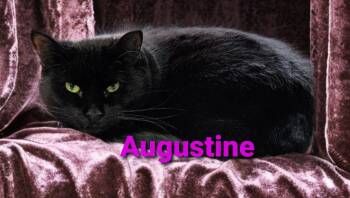 Domestic Short Hair Cats Available for Adoption in Jim Thorpe, Pennsylvania - Augustine | PetCurious