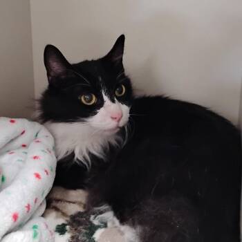 George Washington -  Domestic Medium Hair Cat for Adoption in Fairport, New York - George Washington | PetCurious