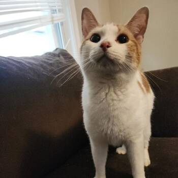 Nugget -  Domestic Short Hair Cat for Adoption in Lynchburg, Virginia - Nugget | PetCurious