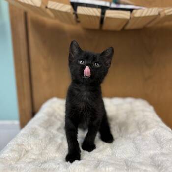 Sam-I-Am--In Foster -  Domestic Short Hair Cat for Adoption in Fargo, North Dakota - Sam-I-Am--In Foster | PetCurious