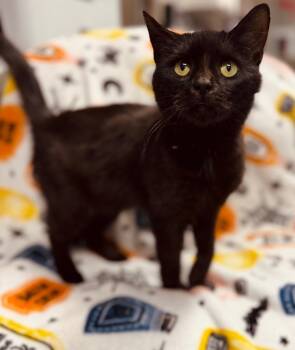 Rescue American Shorthair Cats for Adoption in Hopkinsville, Kentucky - Harmony | PetCurious