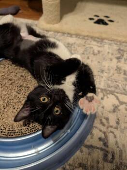 Tuxedo Cats Available for Adoption - Aerin | PetCurious